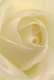 This immersive image seems to draw you right into the heart of a cream-white rose, as if gently enveloped by its delicate petals. Each spiral unfurls with painterly precision, delicate as morning dew clinging to gardens by Barking Station. The petals, whisper-thin, beckon one to imagine their silk-soft, subtly cool surface, while the interplay of gentle shadows and luminous folds evokes a sense of calm-like the hush before a heartfelt greeting on Ripple Road. Bathed in soft light, the rose's depths reveal quiet drama, with lines and curves accentuating both vulnerability and poise. There's a peaceful ambiance here that matches moments of sincere sympathy, new beginnings, or the admiration found in a loving gesture. The subtle, sweet fragrance feels almost present, filling a Barking home with understated solace and hope. As a local florist, I recognize in this rose the pure artistry and deep sentiment that define Barking's tradition of heartfelt floral delivery, making this bloom an ideal companion to any meaningful moment.